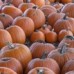 Byron Township Trunk or Treat